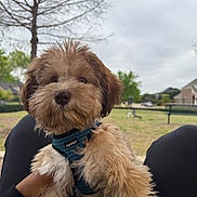 King joined the competition — help win amazing prizes! dog, puppy, outdoor, park, grass, tree, harness, cute, fluffy, pet, animal, nature, person_hand, blurred_background, sky, bench, residential_area, daytime, fur, canine
