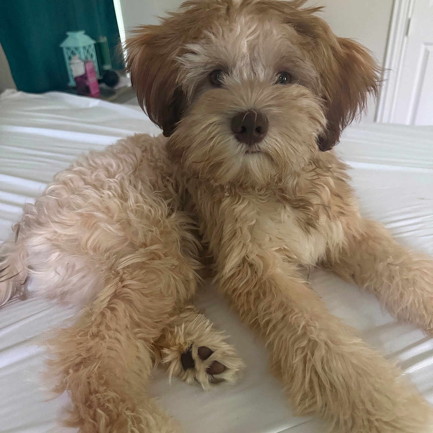 King joined the competition — help win amazing prizes! dog, puppy, bed, white_bed, curly_fur, fluffy, indoor, pet, cute, animal, canine, relaxed, lying_down, brown_fur, face, ears, paw, nose, eyes, home