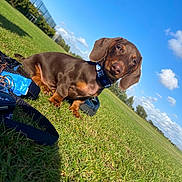 Max is registered to the contest to win money with this photo: dog, puppy, dachshund, grass, outdoor, blue_sky, clouds, collar, pet, animal, sunny, nature, greenery, field, canine, cute, young_dog, playful, curious, summer