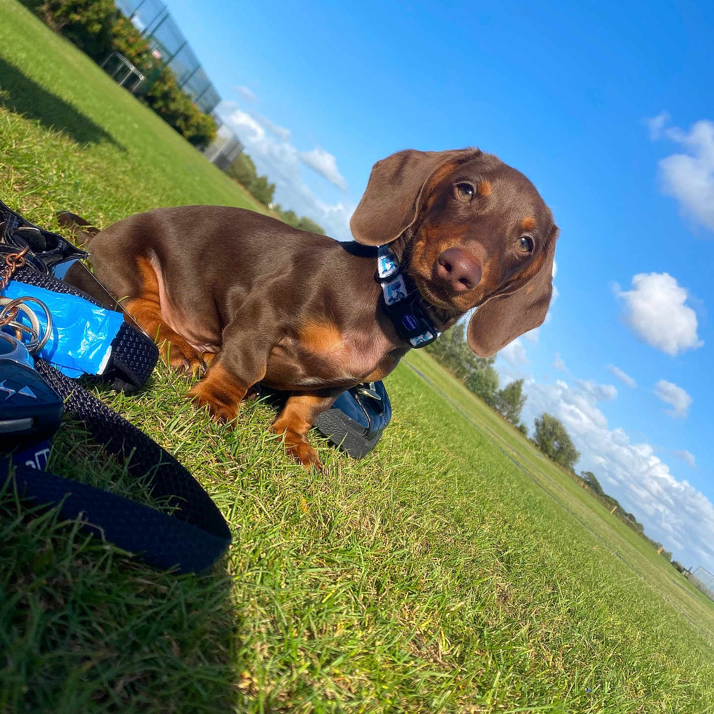 Max is registered to the contest to win money with this photo: animal, blue_sky, canine, clouds, collar, curious, cute, dachshund, dog, field, grass, greenery, nature, outdoor, pet, playful, puppy, summer, sunny, young_dog