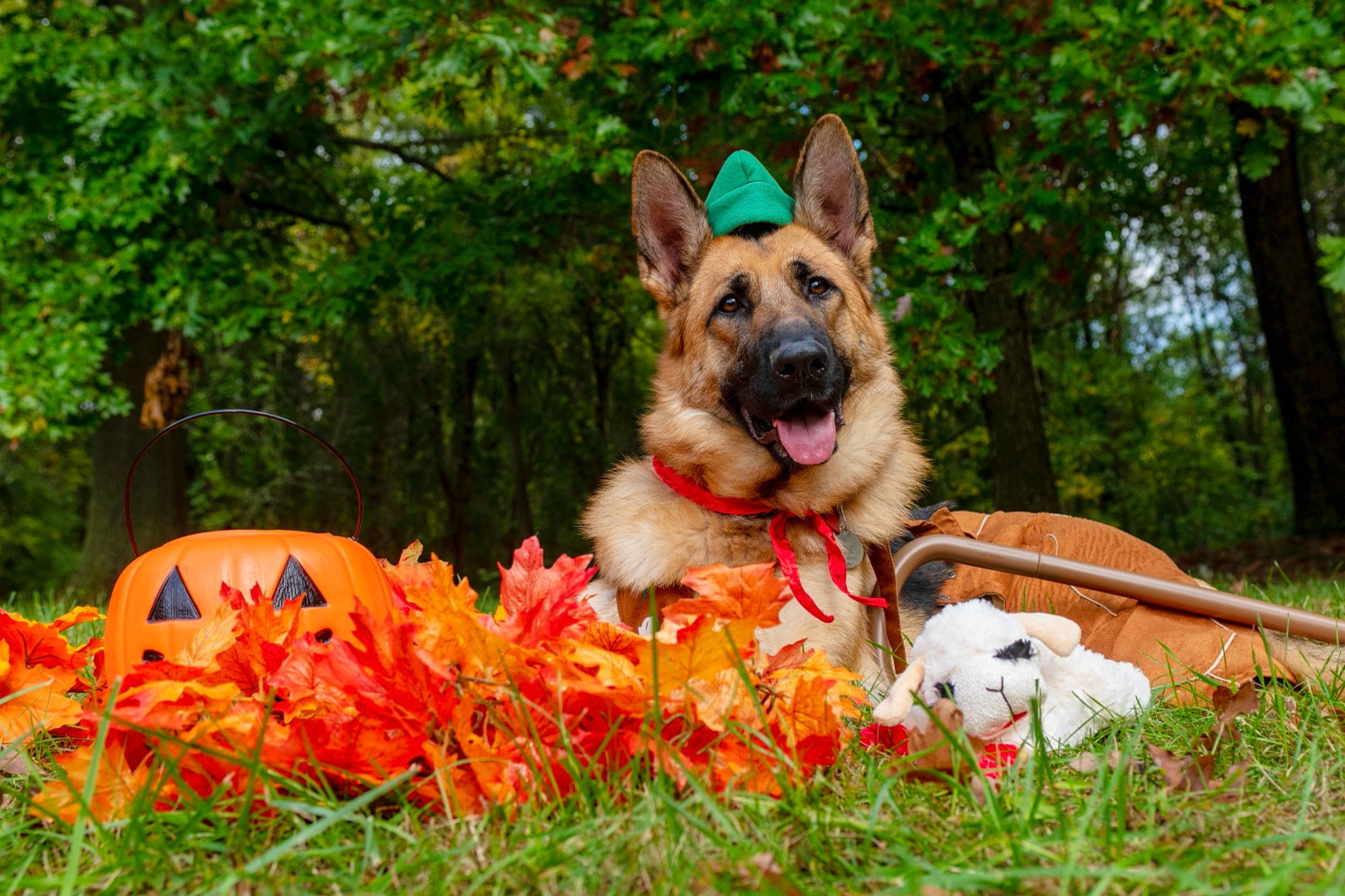 Ellie Blue is registered to the contest to win money with this photo: canidae, carnivore, collar, companion_dog, dog, dog_breed, dog_supply, east_european_shepherd, fawn, flower, german_shepherd_dog, grass, herding_dog, holiday, king_shepherd, plant, snout, sporting_group, tree, working_dog