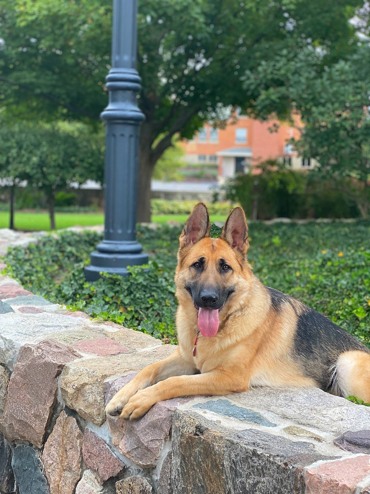 Ellie Blue joined the competition — help win amazing prizes! canidae, carnivore, companion_dog, curb, dog, dog_breed, fawn, flagstone, garden, grass, herding_dog, landscaping, leisure, plant, recreation, road_surface, snout, sporting_group, tree, working_dog