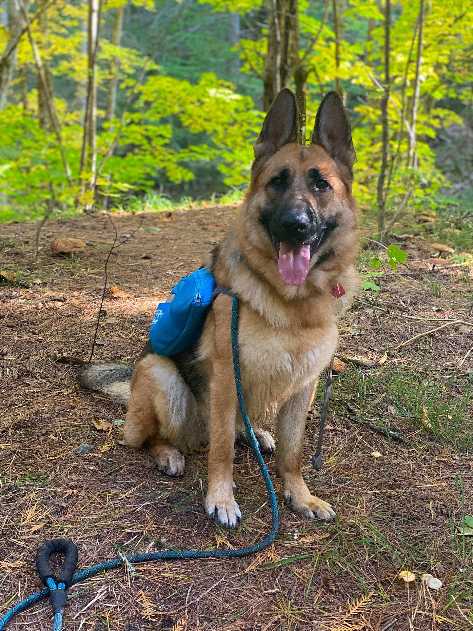 Ellie Blue joined the competition — help win amazing prizes! canis, carnivore, collar, companion_dog, dog, dog_breed, dog_collar, dog_hiking, dog_supply, east_european_shepherd, fawn, german_shepherd_dog, herding_dog, king_shepherd, old_german_shepherd_dog, pet_supply, plant, snout, sporting_group, tree