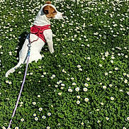 Willow a rejoint le concours — aidez-le/la à gagner de superbes lots ! animal, brown, calm, daisies, dog, field, flora, grass, greenery, harness, leash, nature, outdoor, peaceful, pet, side_view, sitting, summer, sunlight, white