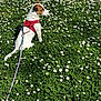 animal, brown, calm, daisies, dog, field, flora, grass, greenery, harness, leash, nature, outdoor, peaceful, pet, side_view, sitting, summer, sunlight, white