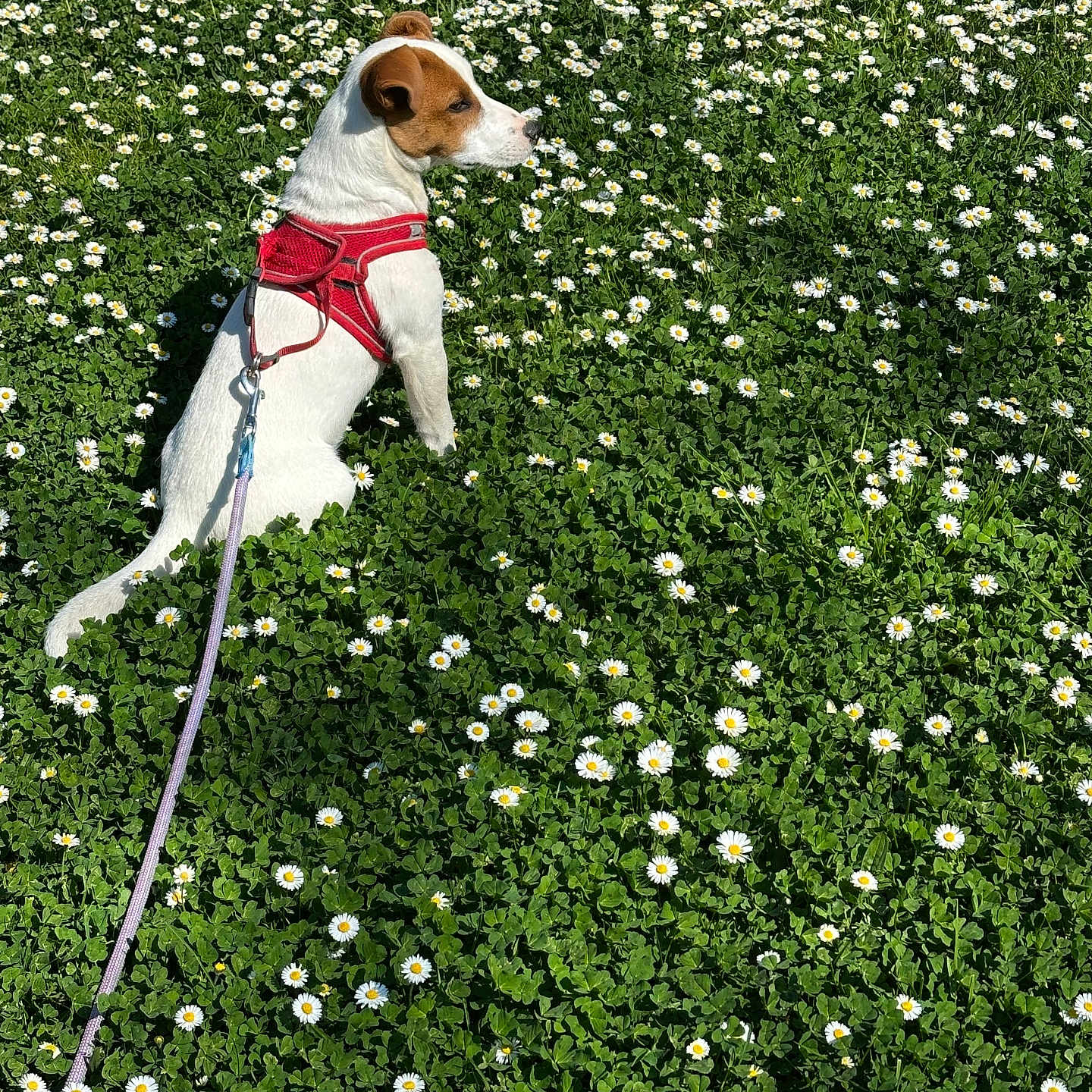 Willow a rejoint le concours — aidez-le/la à gagner de superbes lots ! animal, brown, calm, daisies, dog, field, flora, grass, greenery, harness, leash, nature, outdoor, peaceful, pet, side_view, sitting, summer, sunlight, white