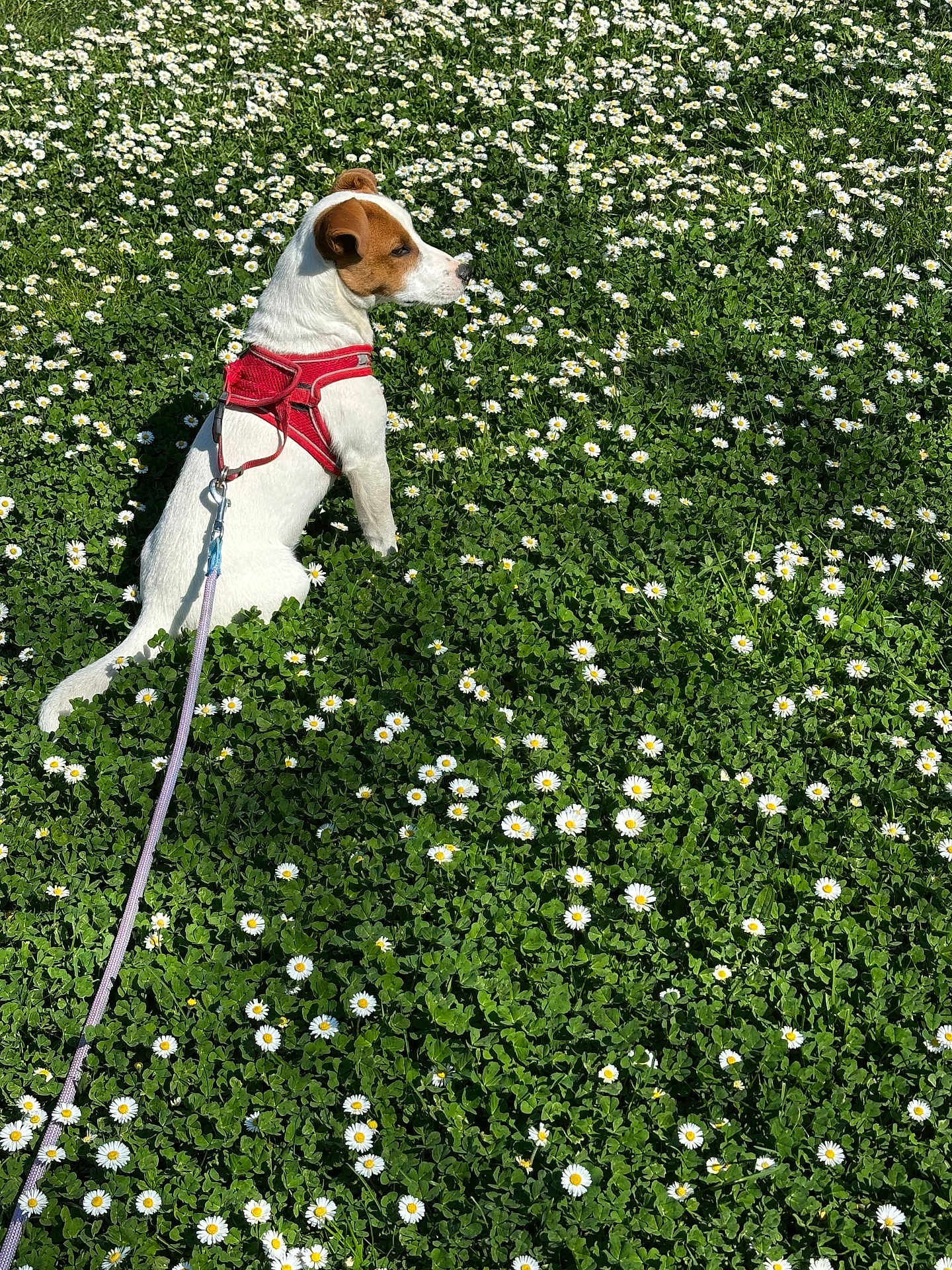 Willow a rejoint le concours — aidez-le/la à gagner de superbes lots ! animal, brown, calm, daisies, dog, field, flora, grass, greenery, harness, leash, nature, outdoor, peaceful, pet, side_view, sitting, summer, sunlight, white