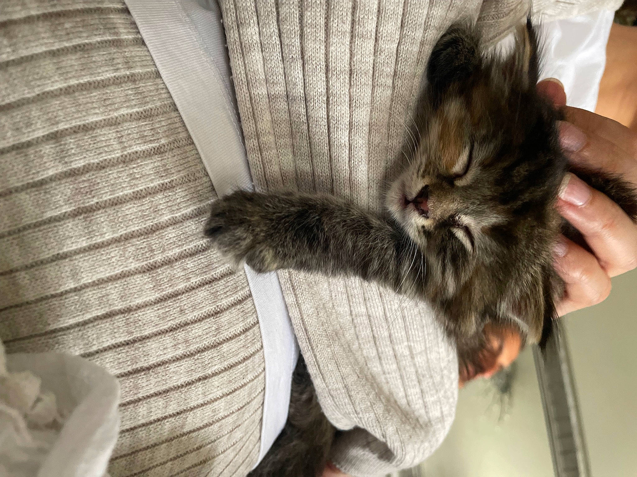 Boo participe au concours pour gagner de l'argent avec cette photo : canidae, carnivore, cat, chair, claw, comfort, domestic_short_haired_cat, felidae, foot, fur, grey, human_leg, nail, paw, small_to_medium_sized_cats, snout, tail, terrestrial_animal, thigh, whiskers