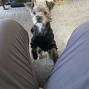 Blue joined the competition — help win amazing prizes! animal, black_clothing, box, carpet, companion, cozy, curious, cute, dog, domestic, floor, gray_fur, hoodie, indoor, looking_up, person_legs, pet, scruffy, small_dog, wooden_cabinet