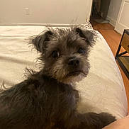 Blue joined the competition — help win amazing prizes! dog, pet, bed, indoor, fur, scruffy, looking_back, cozy, small_dog, animal, canine, home, floor, furniture, curious, ears, face, resting, blanket, domestic