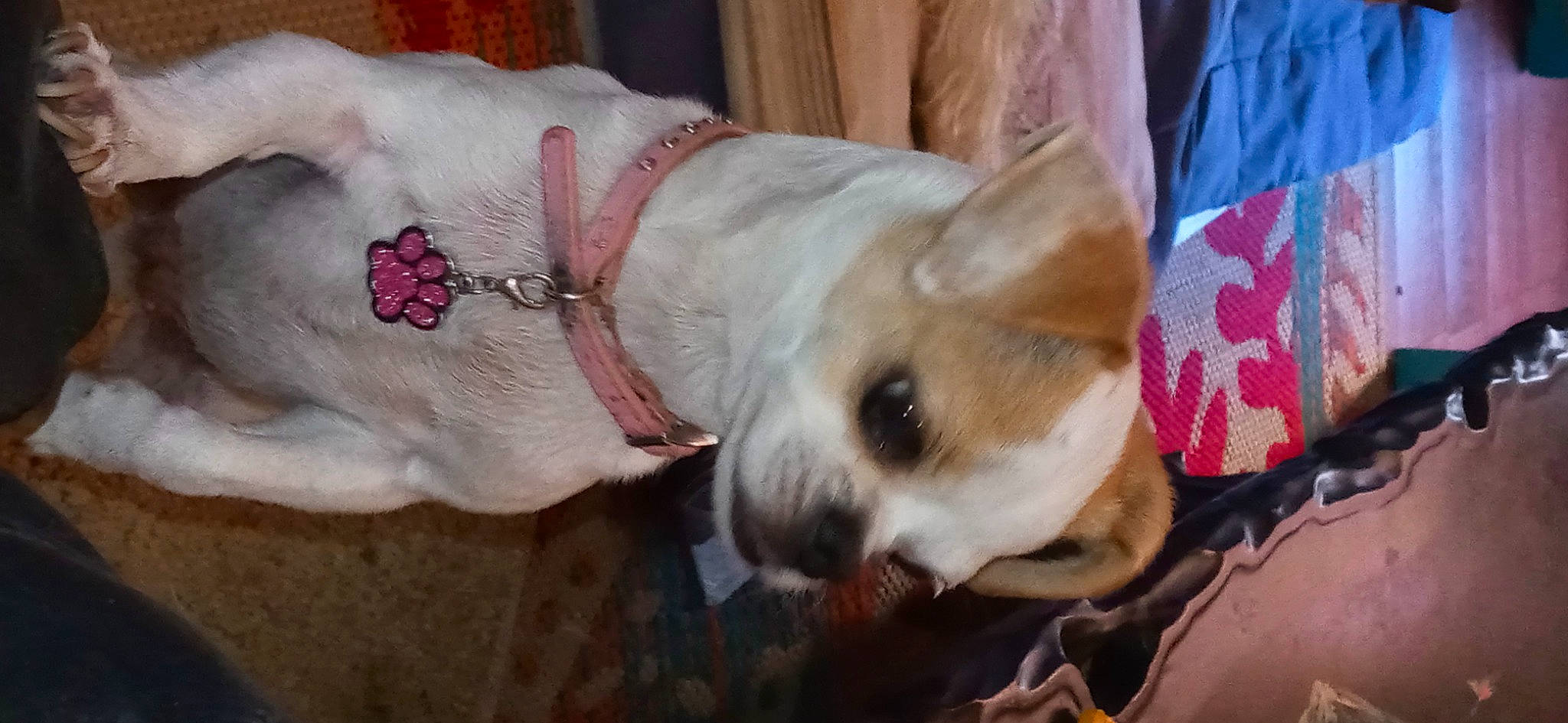 Diamond is registered to the contest to win money with this photo: canidae, carnivore, clock, collar, comfort, companion_dog, couch, dog, dog_breed, dog_collar, dog_supply, fawn, flag, fur, nap, paw, snout, sporting_group, whiskers, working_animal