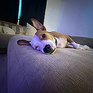 Trip is registered to the contest to win money with this photo: dog, lying_down, couch, indoor, relaxed, ears, sleepy, pet, canine, furniture, blanket, living_room, cozy, resting, fur, collar, domestic_animal, animal, home, comfort