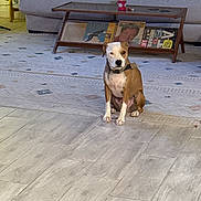 Trip is registered to the contest to win money with this photo: brown_and_white, calm, canine, coffee_table, collar, couch, decor, dog, domestic, flooring, furniture, holiday_lights, home, indoor, living_room, magazines, pet, rug, seated, tile_floor