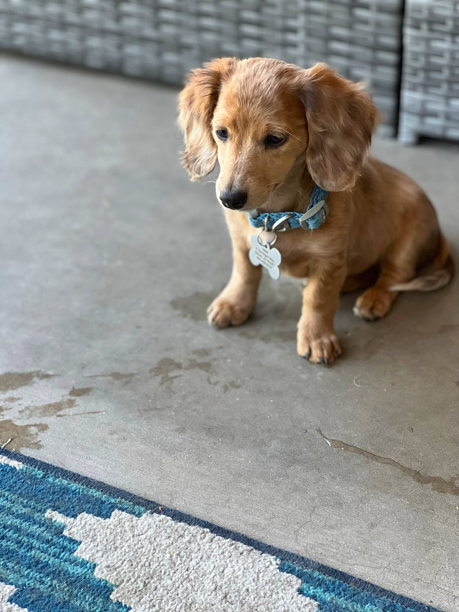 Dori is registered to the contest to win money with this photo: asphalt, carnivore, companion_dog, concrete, dog, dog_breed, dog_supply, electric_blue, fawn, flooring, fur, leash, liver, pet_supply, road_surface, sidewalk, snout, sporting_group, wood, working_animal