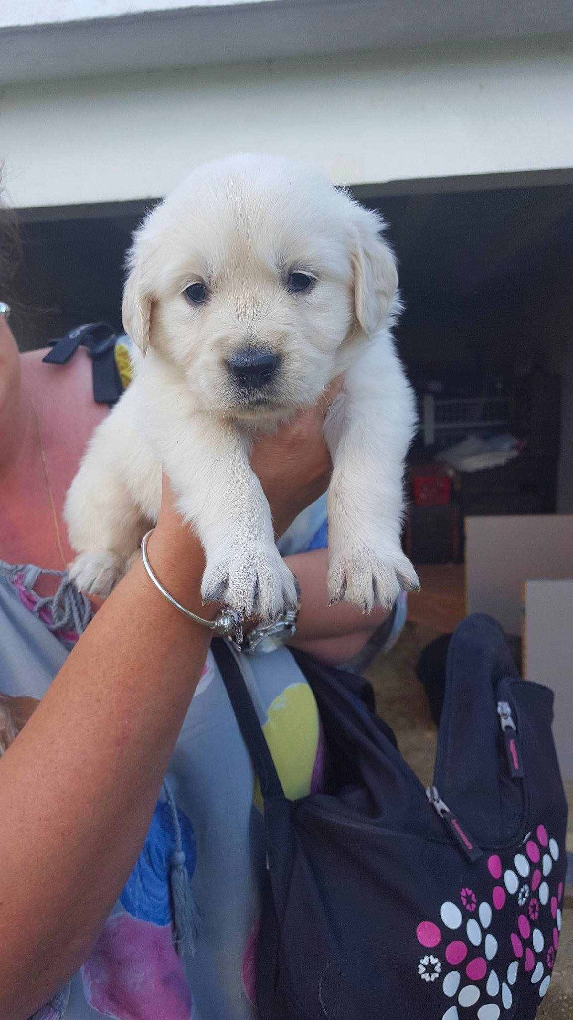 Pagaille a rejoint le concours — aidez-le/la à gagner de superbes lots ! canidae, carnivore, companion_dog, dog, dog_breed, fawn, golden_retriever, kuvasz, labradoodle, labrador_retriever, mammal, maremma_sheepdog, polish_tatra_sheepdog, puppy, puppy_love, rare_breed_dog, retriever, slovak_cuvac, sporting_group, vertebrate