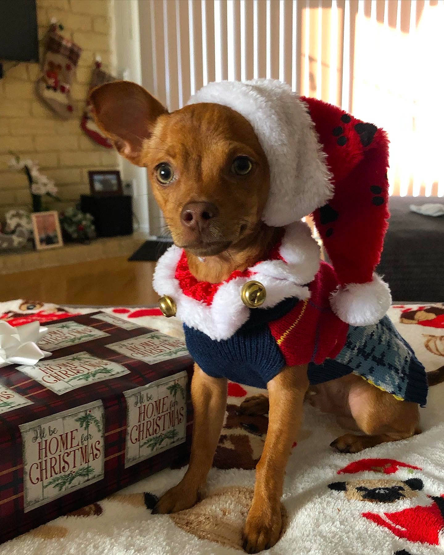 Ralphy joined the competition — help win amazing prizes! canidae, carnivore, chair, companion_dog, dog, dog_breed, dog_clothes, fawn, flooring, fur, pet_supply, plush, shipping_box, snout, sporting_group, stuffed_toy, terrestrial_animal, toy, whiskers, working_animal