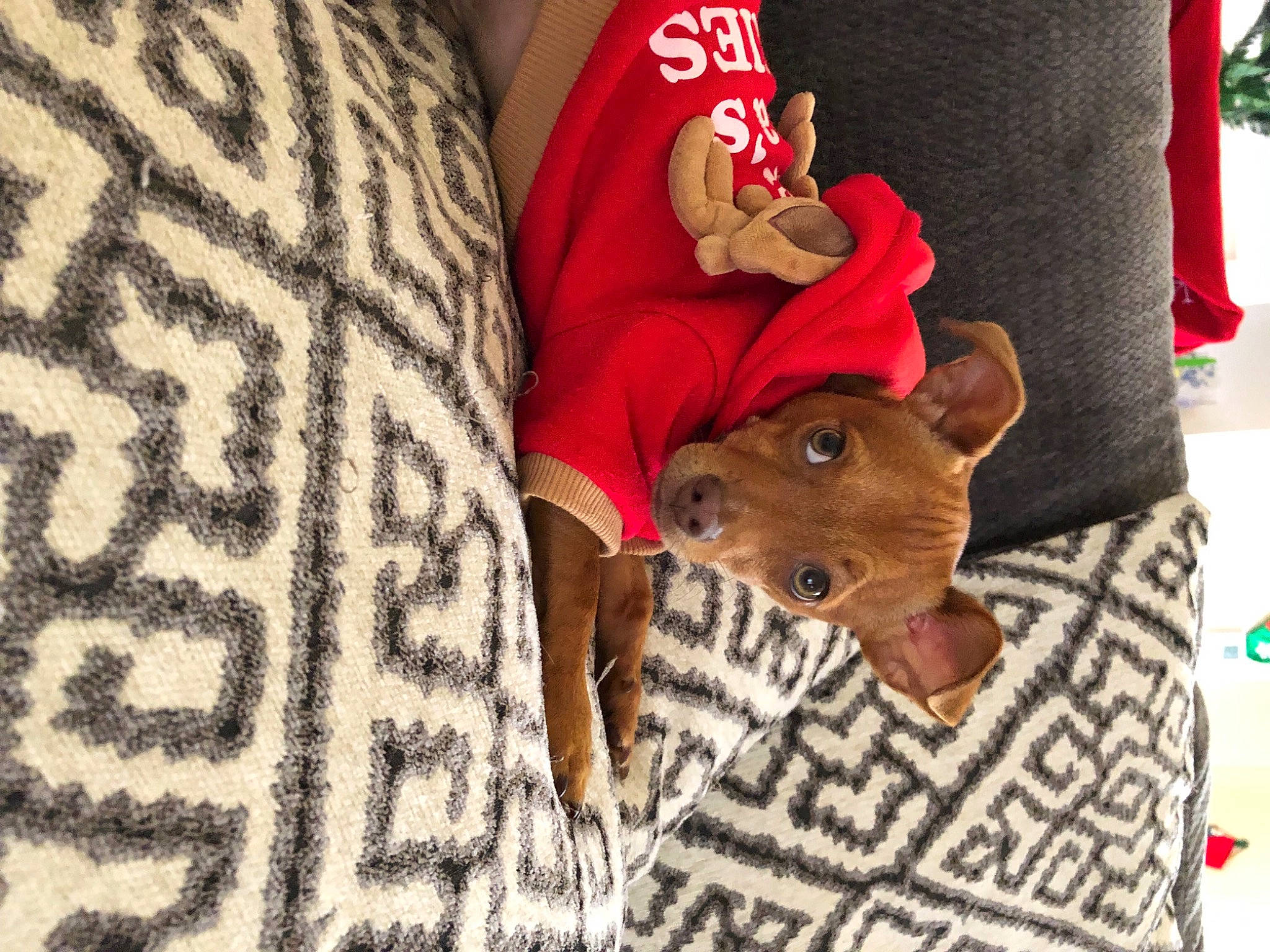 Ralphy joined the competition — help win amazing prizes! brown, carnivore, comfort, companion_dog, costume_hat, dog, dog_breed, dog_supply, event, fawn, fur, hat, linens, liver, mammal, pattern, sleeve, toy_dog, whiskers, working_animal