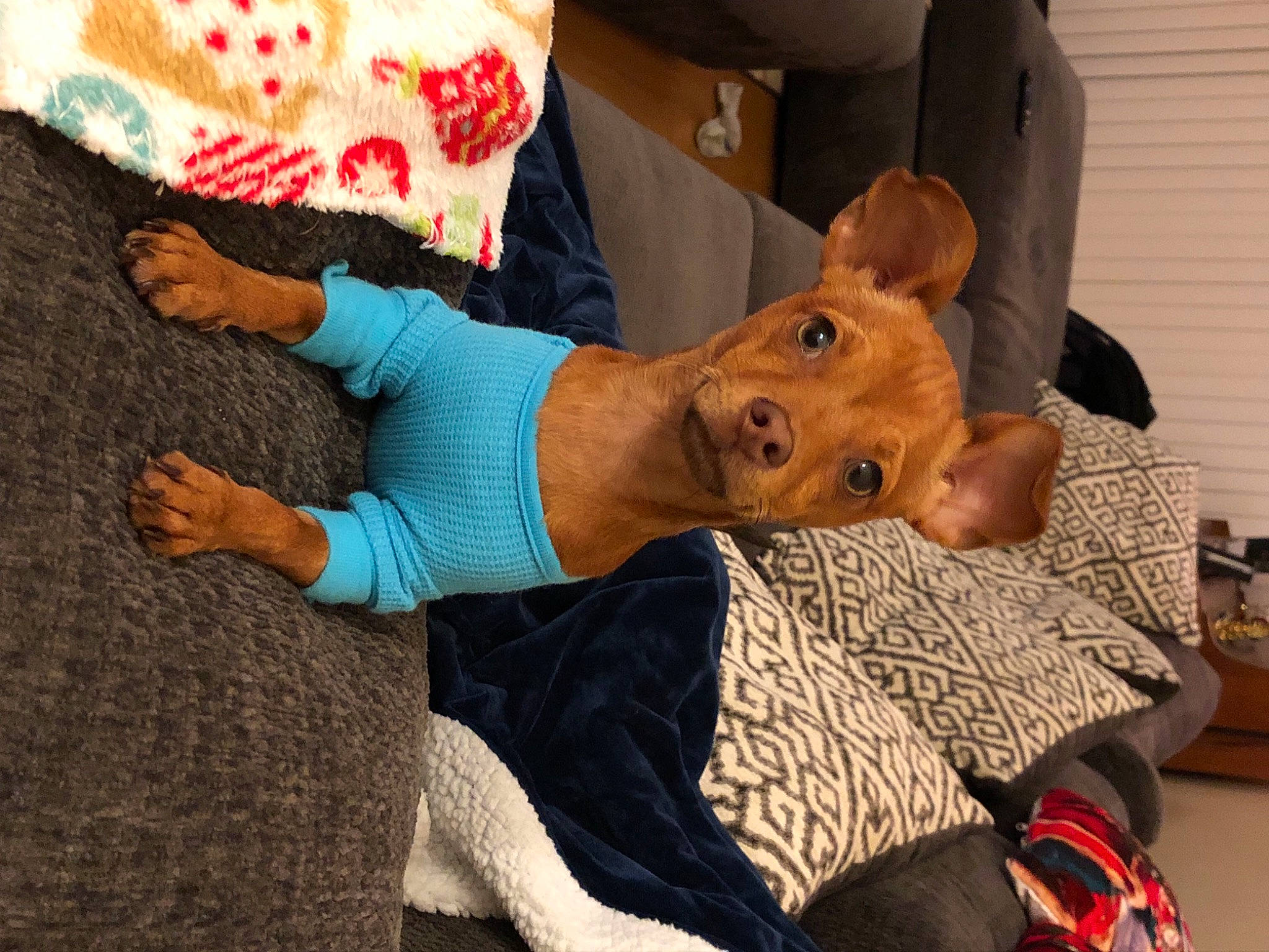 Ralphy joined the competition — help win amazing prizes! canidae, carnivore, chair, comfort, companion_dog, couch, dog, dog_breed, fawn, fun, fur, human_leg, knee, lap, leisure, linens, room, sitting, sporting_group, thigh