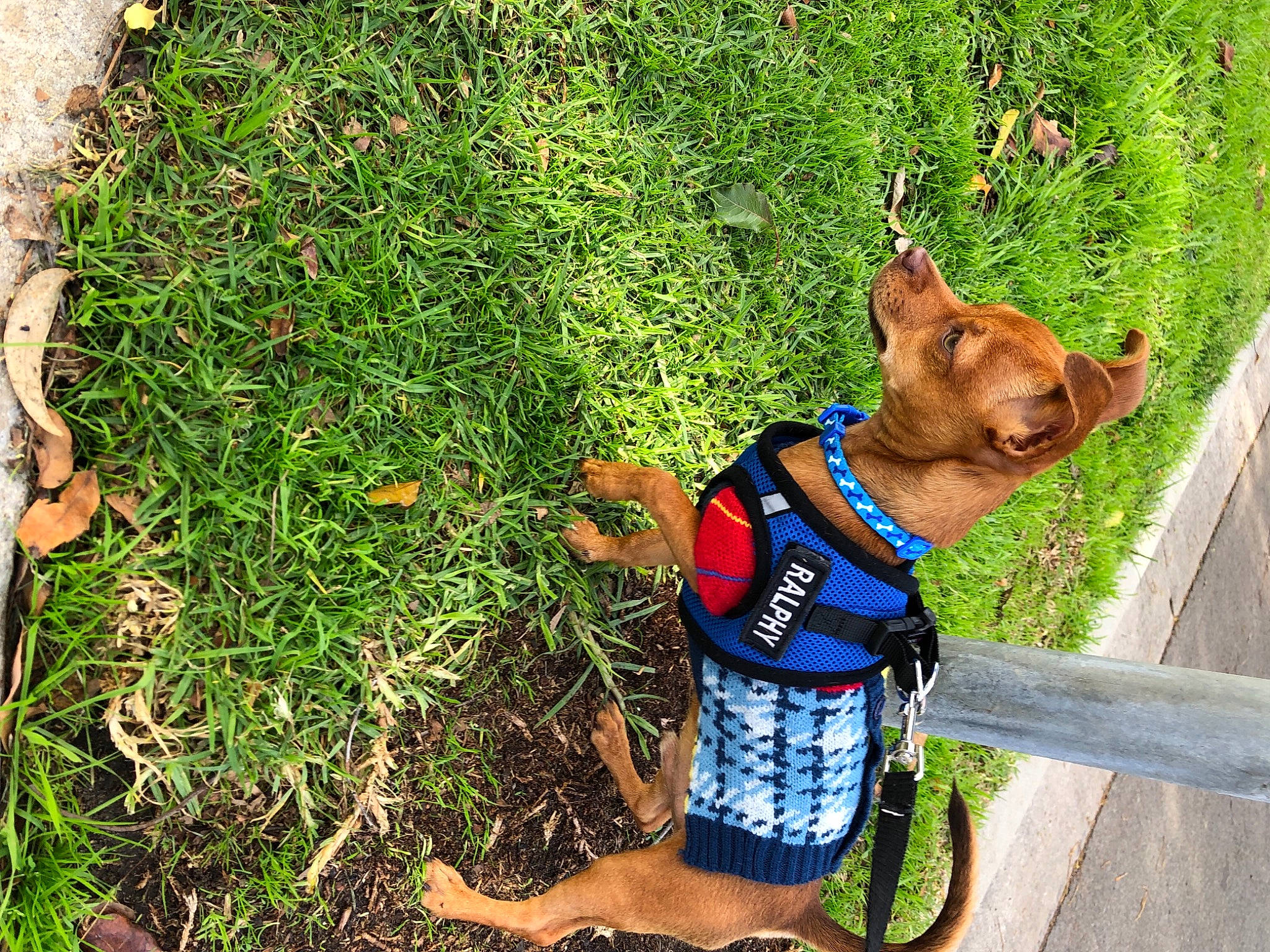 Ralphy is registered to the contest to win money with this photo: carnivore, collar, companion_dog, dog, dog_breed, dog_clothes, dog_collar, dog_supply, fawn, grass, groundcover, leash, liver, people_in_nature, pet_supply, plant, shorts, snout, tree, working_animal