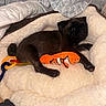 dog, pug, puppy, black_dog, pet, animal, sleeping, lying_down, bed, blanket, plush, stuffed_animal, tiger_toy, toy, pacifier, bedroom, cozy, indoor, cute, portrait
