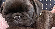 Sadie joined the competition — help win amazing prizes! puppy, dog, black_dog, sleeping, cute, pet, animal, close_up, portrait, floppy_ears, short_snout, nose, fur, blanket, pink_blanket, cozy, indoors, person, necklace, polka_dot_clothing