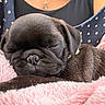 puppy, dog, black_dog, sleeping, cute, pet, animal, close_up, portrait, floppy_ears, short_snout, nose, fur, blanket, pink_blanket, cozy, indoors, person, necklace, polka_dot_clothing