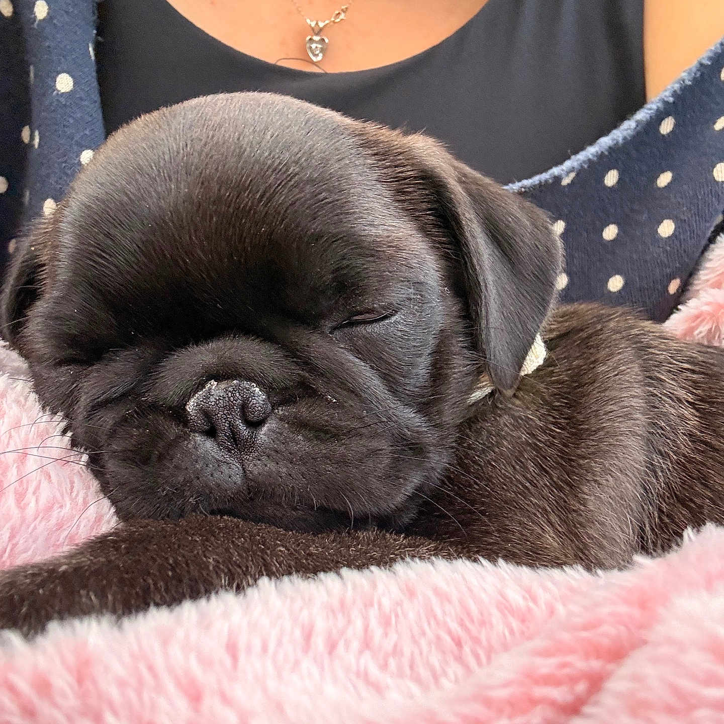 Sadie joined the competition — help win amazing prizes! puppy, dog, black_dog, sleeping, cute, pet, animal, close_up, portrait, floppy_ears, short_snout, nose, fur, blanket, pink_blanket, cozy, indoors, person, necklace, polka_dot_clothing