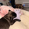Sadie is registered to the contest to win money with this photo: dog, sleeping, puppy, pet, brown_fur, short_hair, snuggling, stuffed_animal, plush_toy, blanket, bed, cozy, indoors, bedroom, relaxed, resting, paw, animal, cute, portrait