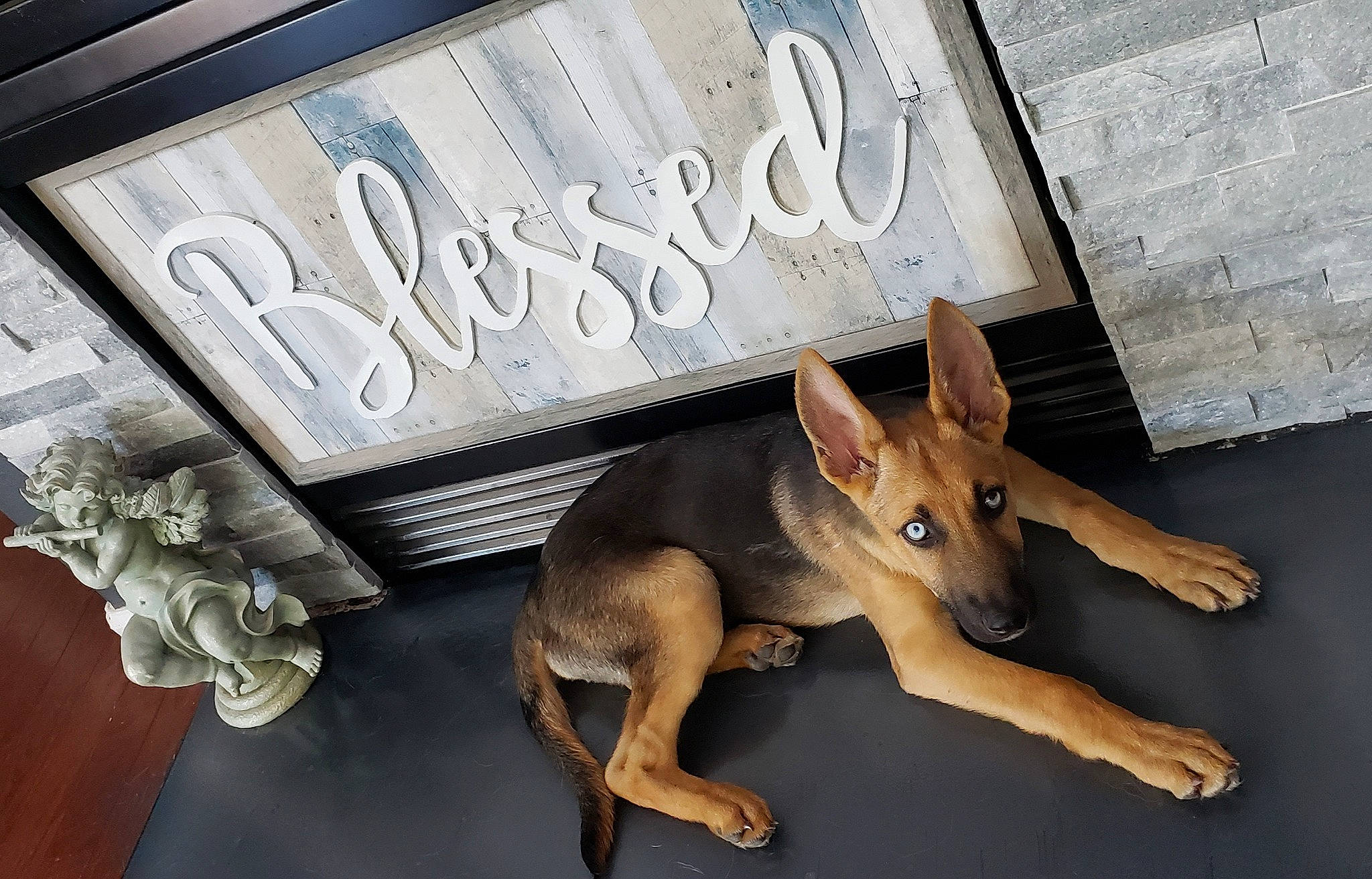 Niner joined the competition — help win amazing prizes! canidae, carnivore, dog, dog_breed, fawn