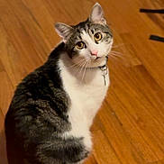 Romeo joined the competition — help win amazing prizes! cat, tabby, white_fur, pet, indoor, wooden_floor, curious, looking_up, sitting, collar, whiskers, ears, flooring, domestic_cat, feline, animal, cute, portrait, household, fur