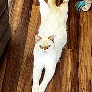 Harpo is registered to the contest to win money with this photo: animal, blue_eyes, cat, companion, cream_colored, curious, cute, domestic_cat, feline, flooring, fluffy, house_pet, indoor, pet, playful, relaxed, stretching, tabby, two_cats, wooden_floor