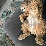 Murphy joined the competition — help win amazing prizes! dog, curly_fur, couch, relaxed, indoor, pet, sleeping, fluffy, furniture, rug, flooring, cozy, paw, animal, home, laying_down, domestic_animal, resting, fur, canine
