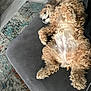 dog, curly_fur, couch, relaxed, indoor, pet, sleeping, fluffy, furniture, rug, flooring, cozy, paw, animal, home, laying_down, domestic_animal, resting, fur, canine