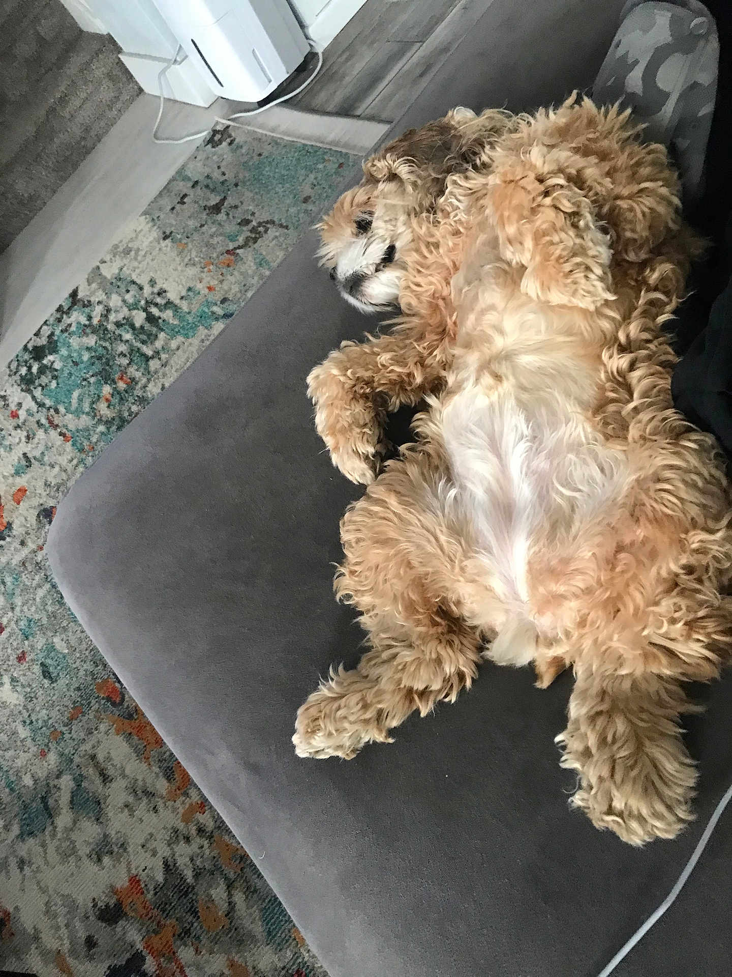 Murphy joined the competition — help win amazing prizes! dog, curly_fur, couch, relaxed, indoor, pet, sleeping, fluffy, furniture, rug, flooring, cozy, paw, animal, home, laying_down, domestic_animal, resting, fur, canine