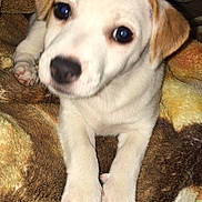 Ellie is registered to the contest to win money with this photo: puppy, dog, pet, animal, cute, white, brown, blanket, fur, paw, nose, ears, indoor, cozy, young, closeup, resting, soft, friendly, adorable