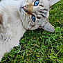 Chupa a rejoint le concours — aidez-le/la à gagner de superbes lots ! cat, blue_eyes, fur, grass, outdoor, close_up, animal, pet, whiskers, nature, relaxed, lying_down, mammal, cute, portrait, daylight, feline, soft_fur, head, ears