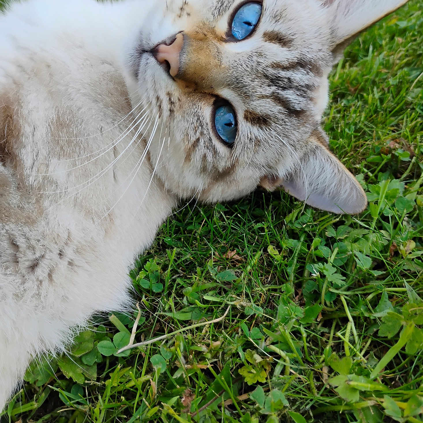 Chupa a rejoint le concours — aidez-le/la à gagner de superbes lots ! animal, blue_eyes, cat, close_up, cute, daylight, ears, feline, fur, grass, head, lying_down, mammal, nature, outdoor, pet, portrait, relaxed, soft_fur, whiskers