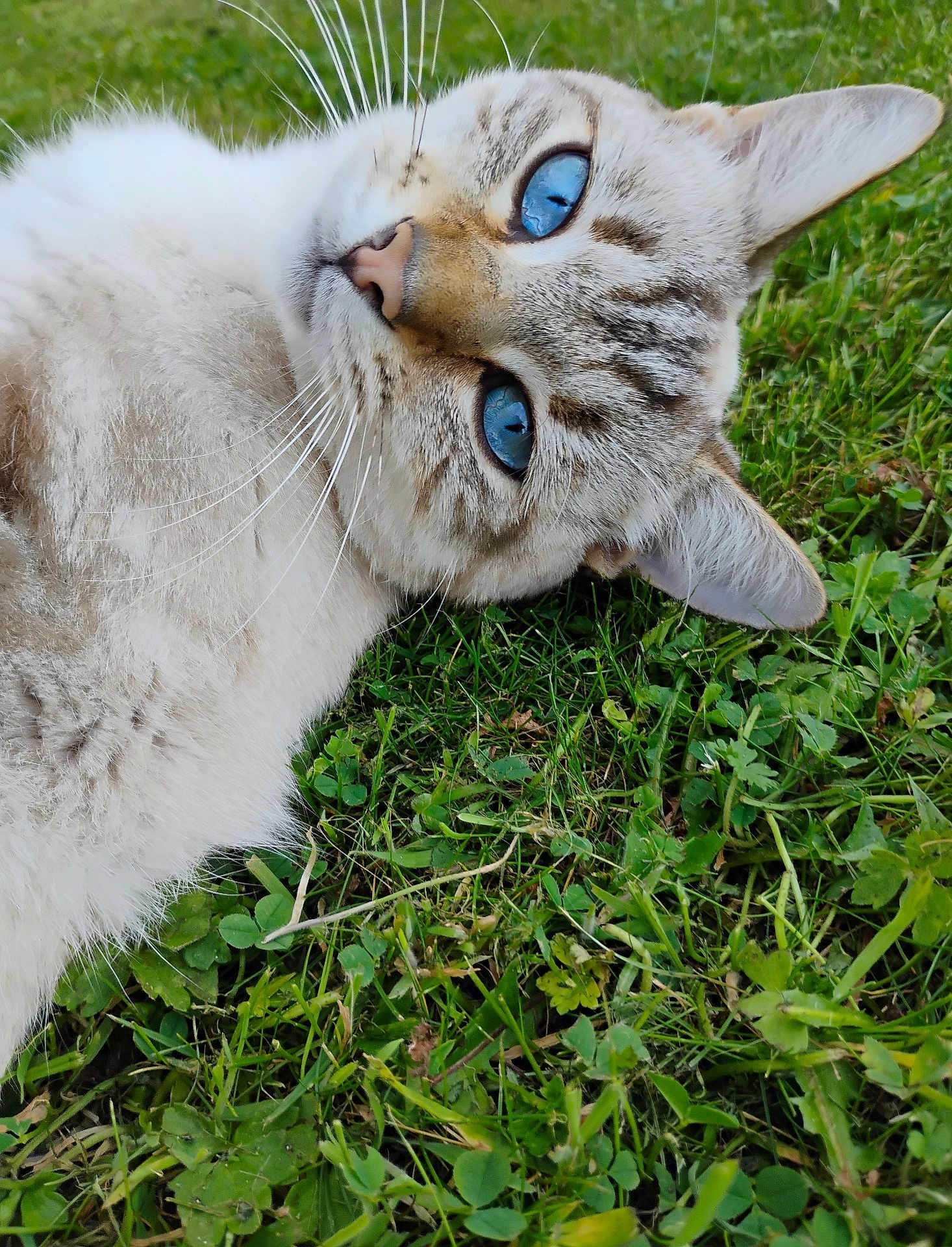 Chupa a rejoint le concours — aidez-le/la à gagner de superbes lots ! cat, blue_eyes, fur, grass, outdoor, close_up, animal, pet, whiskers, nature, relaxed, lying_down, mammal, cute, portrait, daylight, feline, soft_fur, head, ears
