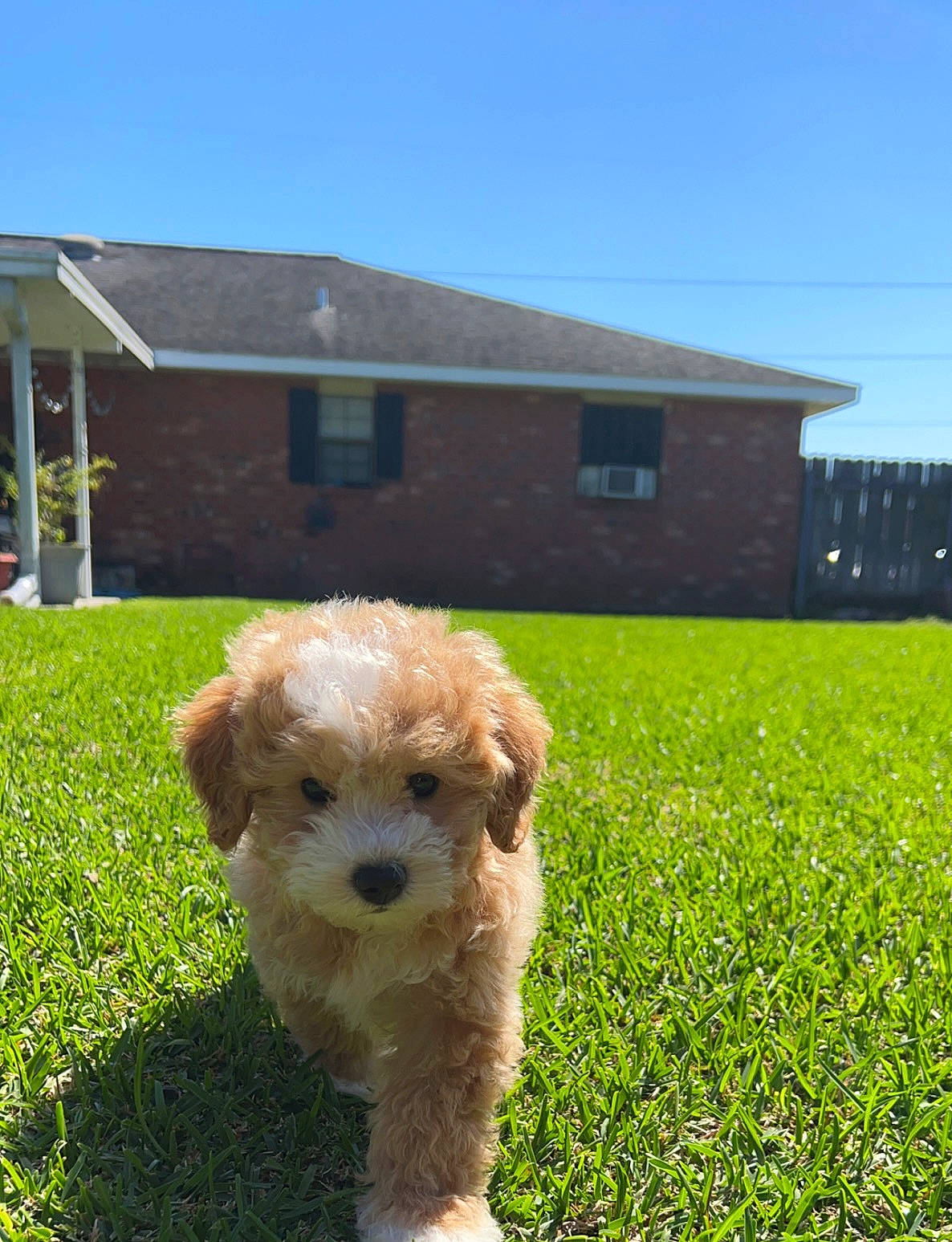 Gus is registered to the contest to win money with this photo: building, canidae, carnivore, companion_dog, dog, dog_breed, fawn, grass, grassland, house, lawn, plant, shih_poo, shrub, sky, small_terrier, sporting_group, terrier, toy_dog, working_animal