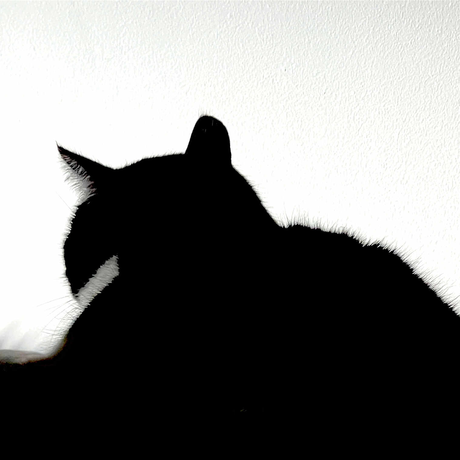 Shani participe au concours pour gagner de l'argent avec cette photo : animal, backlit, black_cat, cat, contrast, dark, ears, feline, indoor, light, minimalist, pet, profile, quiet, shadow, side_view, silhouette, still_life, texture, whiskers