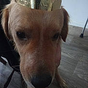 Loulou participe au concours pour gagner de l'argent avec cette photo : dog, golden_retriever, crown, pet, close_up, indoor, wooden_floor, hand, canine, animal, portrait, brown_fur, domestic_animal, cute, pet_accessory, face, floor, furniture_leg, human_hand, calm