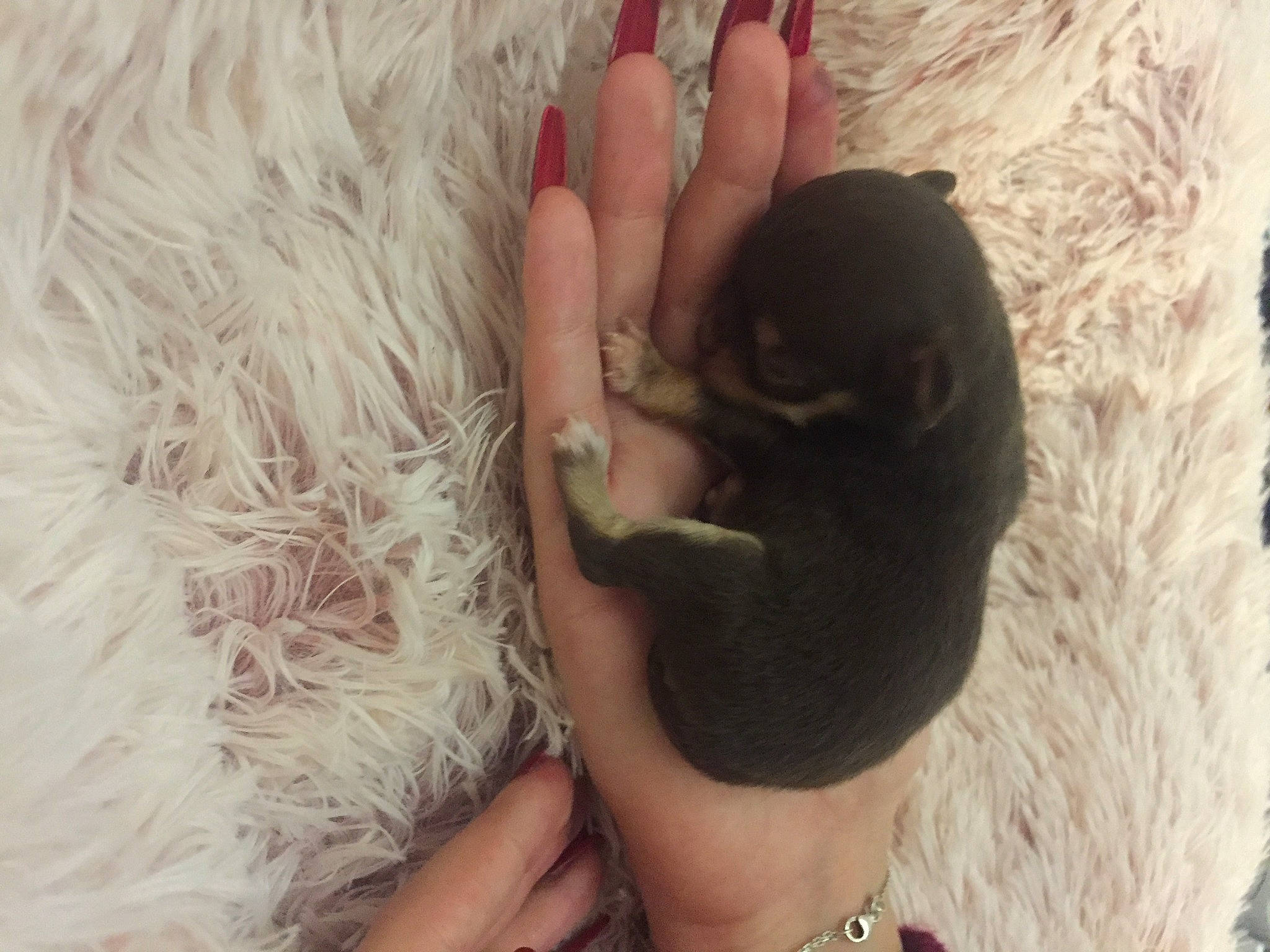 Symphonie participe au concours pour gagner de l'argent avec cette photo : canidae, child, comfort, companion_dog, dog_breed, finger, foot, fur, gesture, hand, human_leg, jewellery, nail, paw, skin, terrestrial_animal, thumb