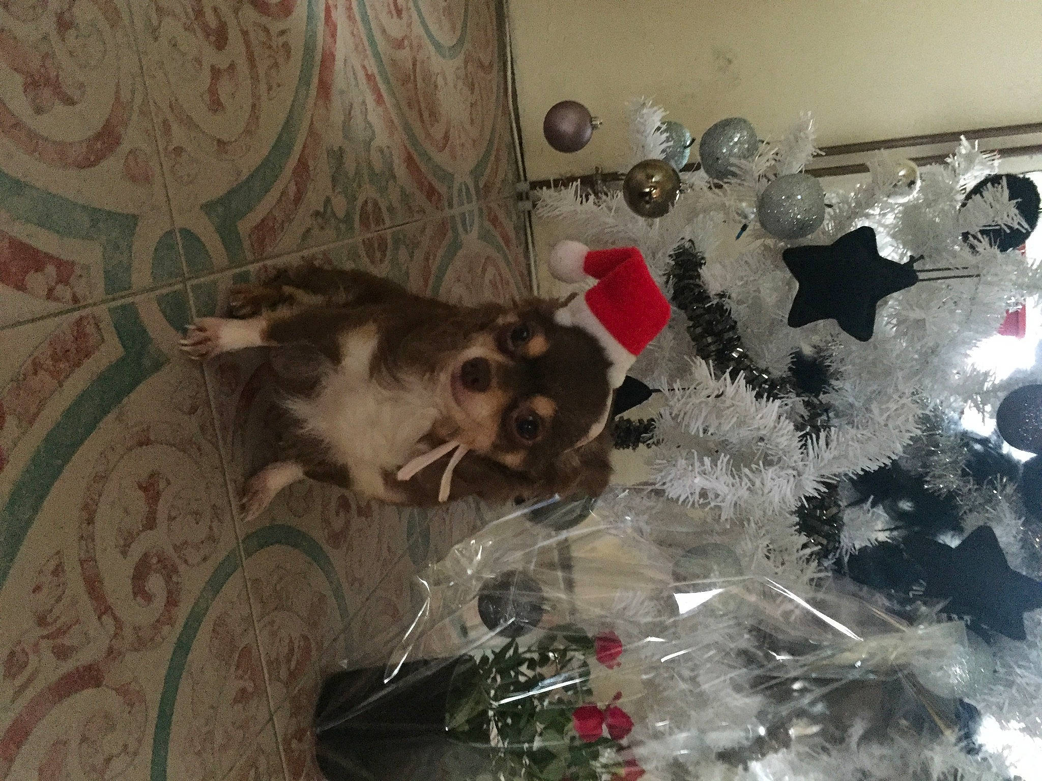 Symphonie participe au concours pour gagner de l'argent avec cette photo : art, carnivore, christmas_ornament, christmas_tree, dog_breed, event, felidae, flooring, fur, holiday, holiday_ornament, ornament, plant, small_to_medium_sized_cats, tail, tire, tree, wheel, whiskers, wood