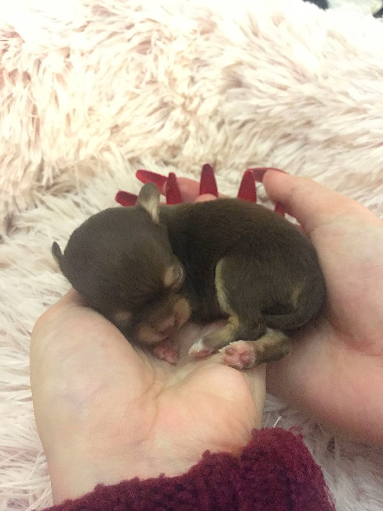 Symphonie participe au concours pour gagner de l'argent avec cette photo : canidae, carnivore, comfort, companion_dog, dog, dog_breed, fawn, finger, fur, liver, mammal, paw, rodent, snout, sporting_group, tail, terrestrial_animal, vertebrate, whiskers, working_animal