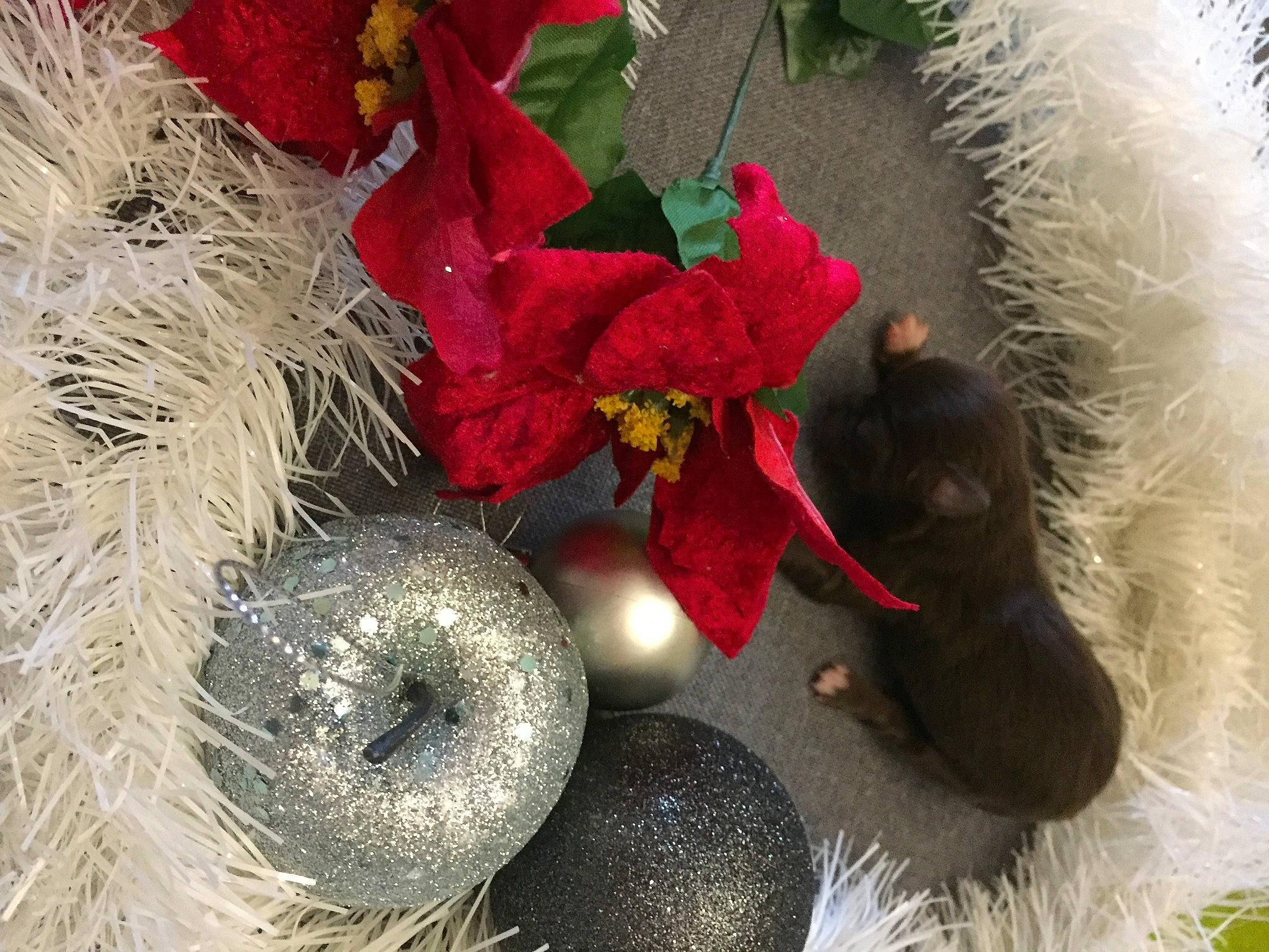 Symphonie a rejoint le concours — aidez-le/la à gagner de superbes lots ! annual_plant, artificial_flower, carnivore, christmas_decoration, christmas_ornament, cut_flowers, event, feather, felidae, floral_design, flower, flower_arranging, fruit, grass, ornament, petal, stuffed_toy, toy, twig, wool