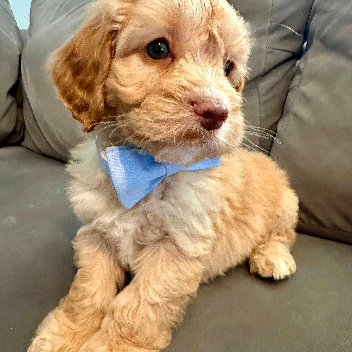 Bear joined the competition — help win amazing prizes! animal, bowtie, brown, companion, couch, cute, dog, domestic, fluffy, friendly, furniture, indoor, looking_away, pet, portrait, puppy, relaxed, small, soft, young