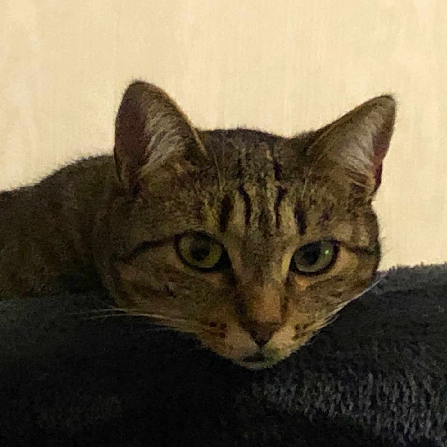 Sophie a rejoint le concours — aidez-le/la à gagner de superbes lots ! alert, animal, background, cat, closeup, curious, ears, eyes, face, feline, fur, head, indoor, lying_down, pet, resting, soft_surface, tabby, texture, whiskers