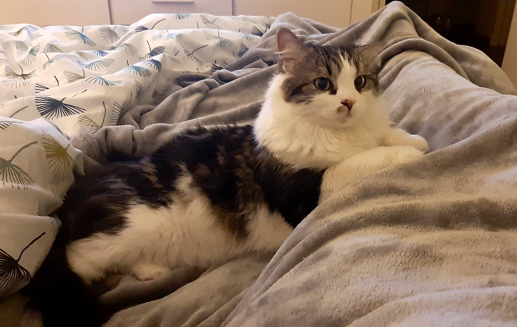 Artist participe au concours pour gagner de l'argent avec cette photo : bed, bed_sheet, bedding, blanket, carnivore, cat, comfort, domestic_short_haired_cat, duvet, felidae, fur, linens, nap, paw, room, small_to_medium_sized_cats, tail, whiskers