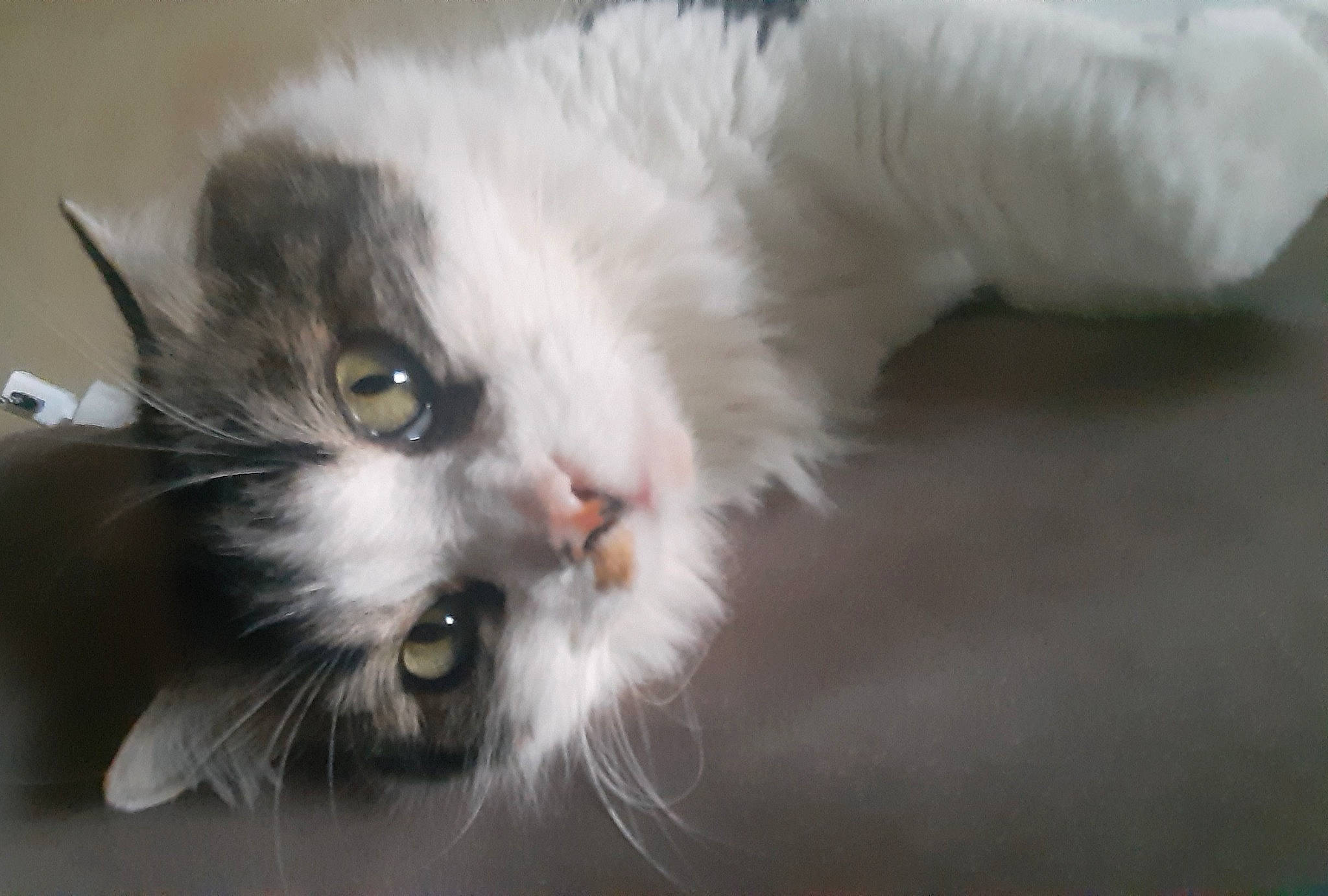 Artist a rejoint le concours — aidez-le/la à gagner de superbes lots ! carnivore, cat, claw, domestic_short_haired_cat, eye, felidae, fur, paw, small_to_medium_sized_cats, tail, whiskers