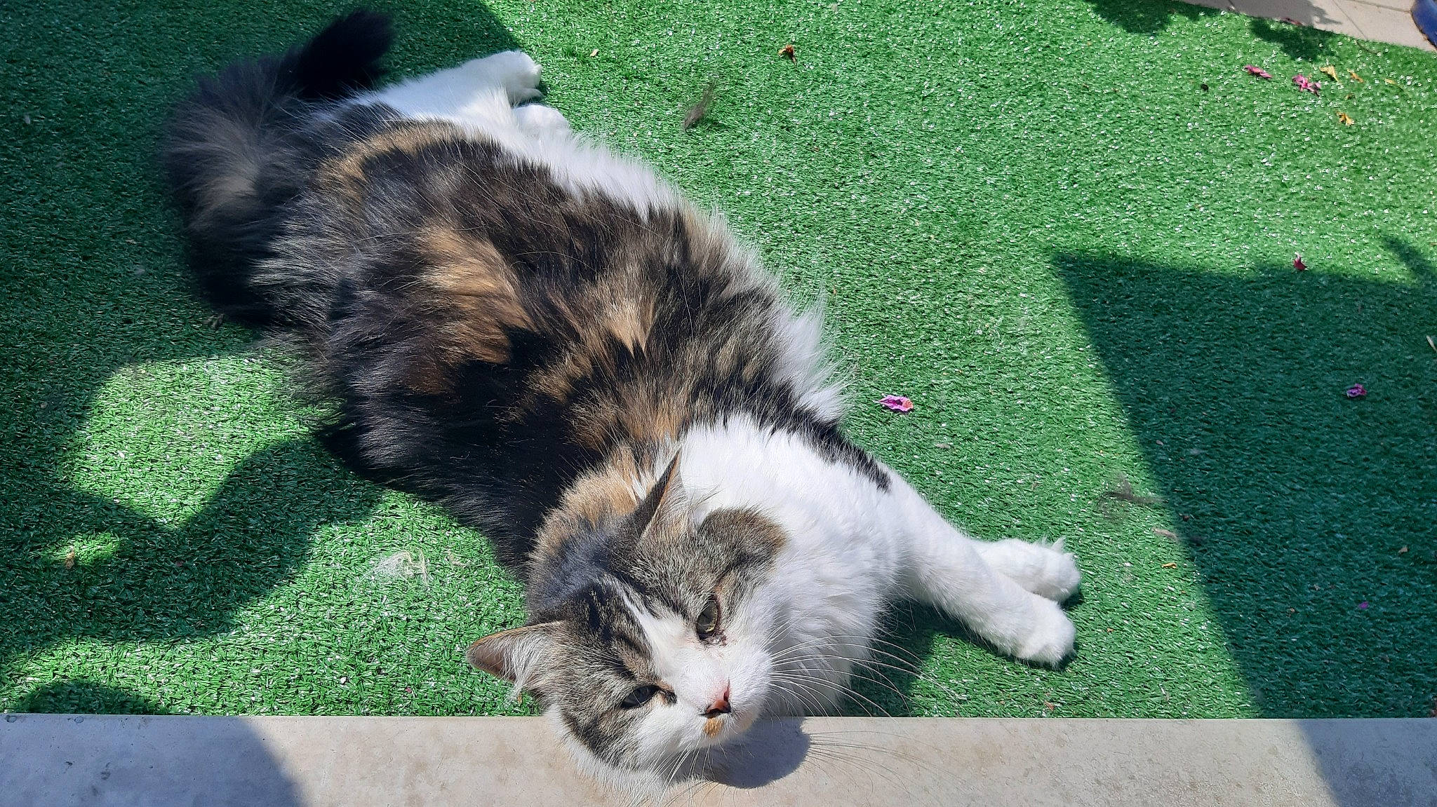 Artist a rejoint le concours — aidez-le/la à gagner de superbes lots ! carnivore, cat, claw, dog_breed, domestic_short_haired_cat, felidae, flooring, fur, grass, groundcover, paw, reef, small_to_medium_sized_cats, snout, tail, terrestrial_animal, whiskers